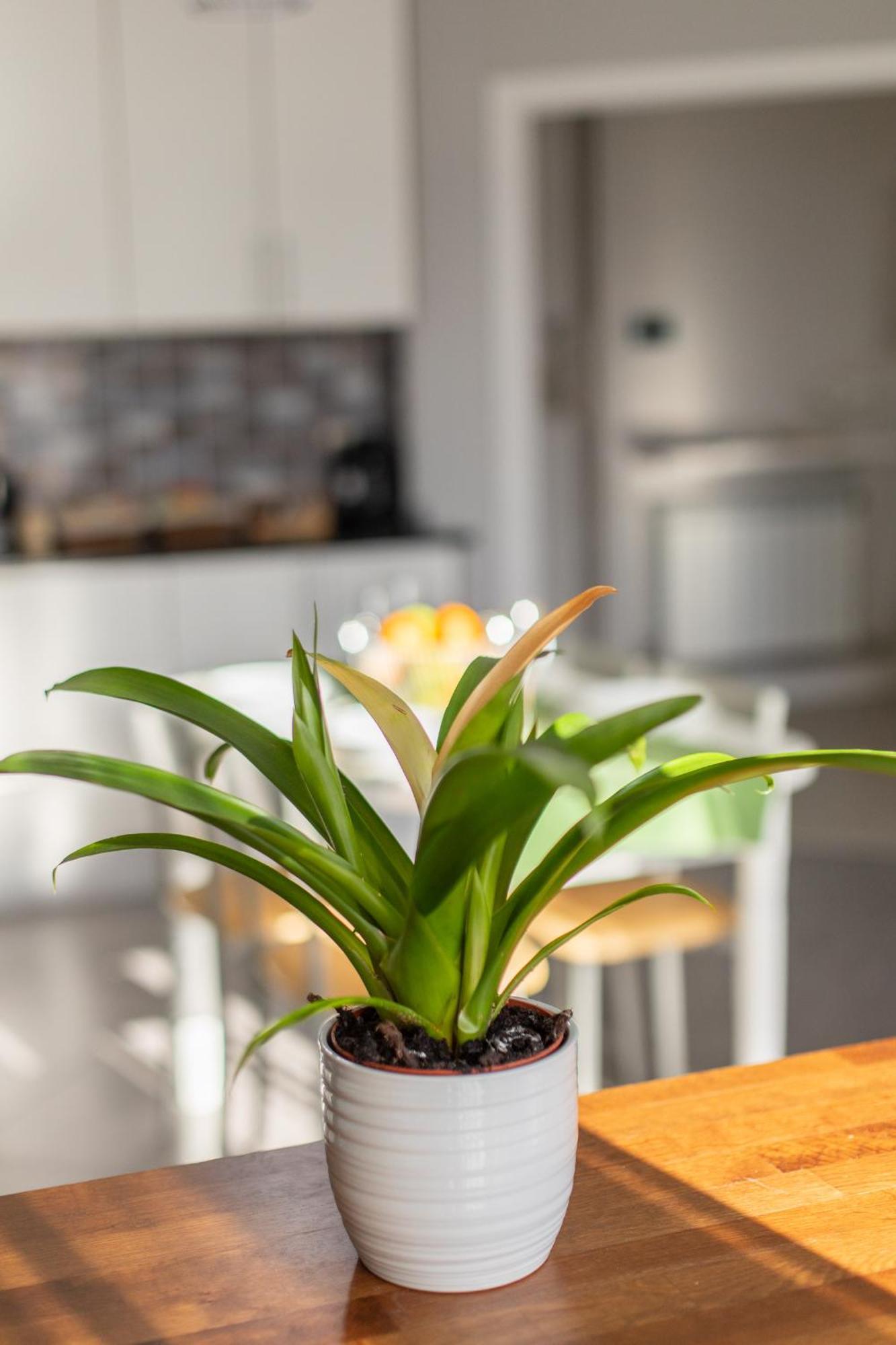 Veigas De Iria - Apartamento Turistico Vut Padrón Exterior foto